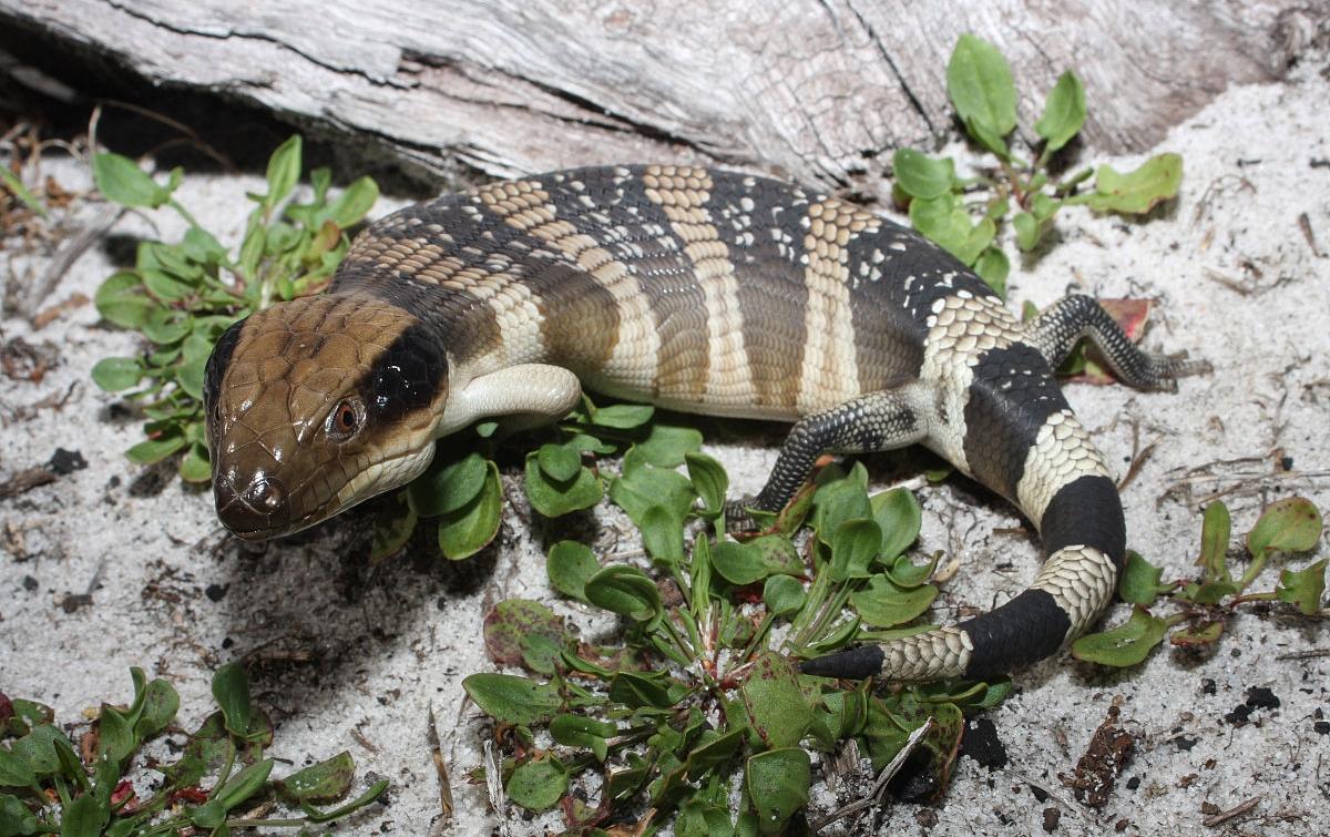 生活百科知识大全小学生：让孩子轻松掌握独立成长必备技能